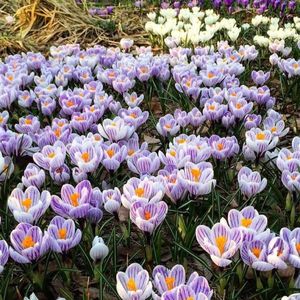 Тюльпаны, бонсай, герберы и пионы — весна пришла в «Аптекарский огород»