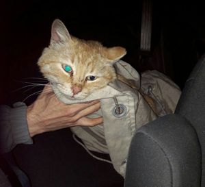 Житель Екатеринбурга снял со столба кота, который сидел там три дня