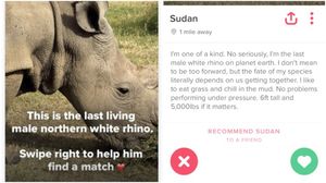 Последнему в мире белому носорогу завели аккаунт в Tinder