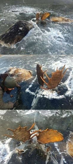 Фото дня: Два лося вмёрзли в лёд по самые рога