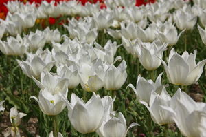 Белые тюльпаны для Светлан