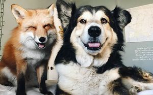 Лиса и собака – лучшие друзья!