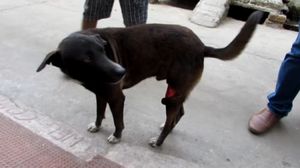 Удивительное выздоровление уличного пса!
