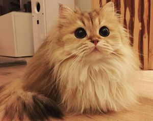 Познакомьтесь со Смузи, самым фотогеничным котом в мире.