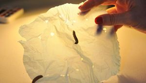 Ученые нашли гусеницу, которая перерабатывает полиэтилен