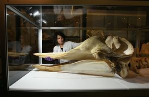 Коллекция одного из музеев Англии пополнится скелетом кита – любимчика всей Темзы