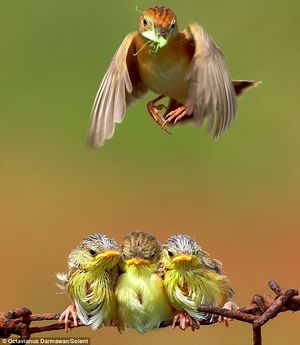 Удивительные фотографии птенцов во время кормления