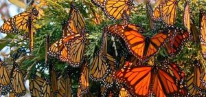 Миллионы бабочек в одном месте – заповедник в Мексике