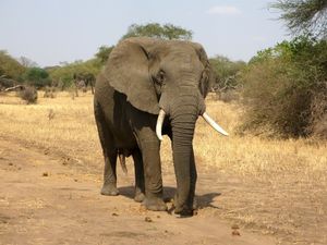 Слоны-самцы выбирают самок из-за звука их голоса