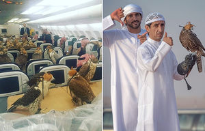 Саудовский принц купил билеты на самолет 80 соколам