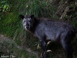 Японский серау (лат. Capricornis crispus). Энциклопедия. Материал для реферата