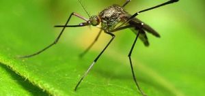 Ученые нашли новый вид комаров, которые не пьют кровь