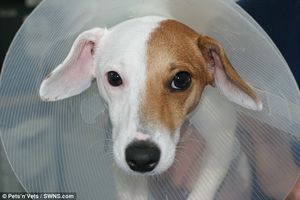 Британские хирурги прооперировали собаку-гермафродита