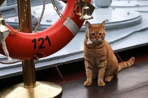 У ВМФ России появился боевой кот 