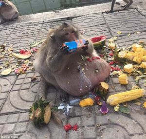 В Таиланде невероятно растолстевшую обезьяну решили посадить на диету