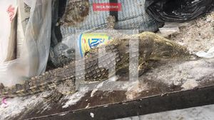 Тем временем в России: На помойке в Пензе нашли замерзшего израненного крокодила
