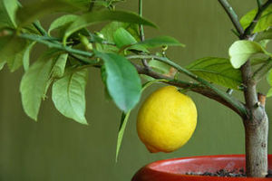 Как в домашних условиях научиться выращивать лимон?