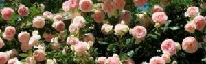 Вьющиеся плетистые розы — какие бывают сорта и где лучше всего их посадить