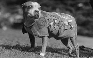 10 невероятных историй о героических собаках на войне