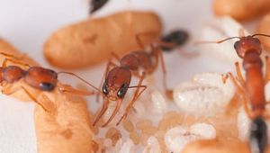 Будущие муравьиные королевы заявляют о себе ещё личинками