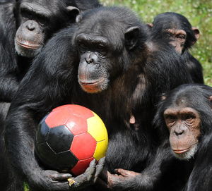 «Маккиавеллиевский интеллект» и социальное познание у приматов