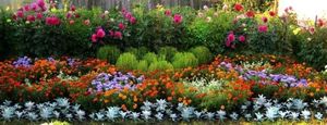 Многолетние дачные цветы для сада и огорода. Каталог с описанием