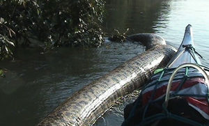 В Бразилии нашли гигантскую анаконду