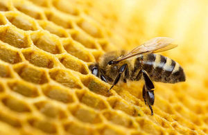 Ингредиент, который нужно знать: пчелиный яд