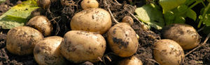Как сажать картошку, чтобы получить хороший урожай, технологии посадки и выращивания