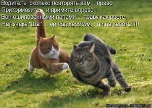 Свежая котоматрица для позитива (19 фото)