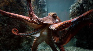 10 историй о нападениях осьминогов на человека