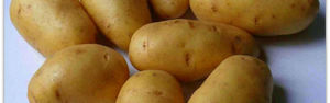 Картофель Импала: описание сорта и характеристика с фото