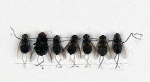 10 необычных способов избавиться от мух.