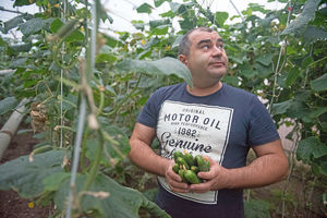 Как в Кабардино-Балкарии выращивают огурцы и помидоры