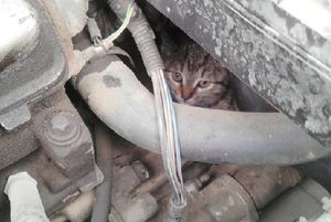 Волгоградец спас забравшегося под капот автомобиля кота