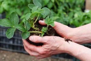 Как выбрать весеннюю рассаду садовой земляники и подготовить ее к пересадке