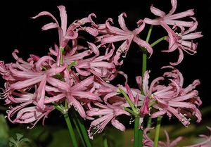 Нерине (Nerine)