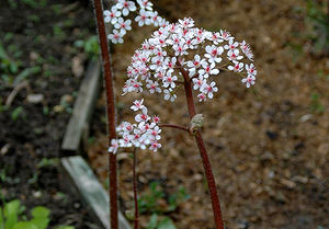 Пельтифиллум, Дармера (Peltiphyllum, Darmera)