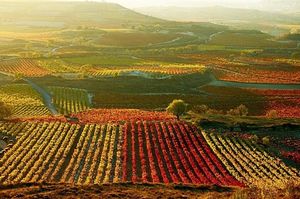 Экскурсии виноградниками на электрокаре: испанцы выводят винный туризм на новый уровень