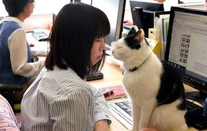 Кошкотерапия от стресса практикуется в японских офисах
