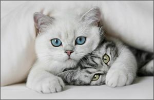 Для тех кому нравятся кошки
