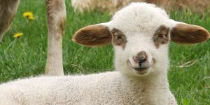 Печатающую стволовыми клетками биоручку протестировали на овцах