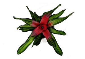 Неорегелия, неоргелия (Neoregelia)