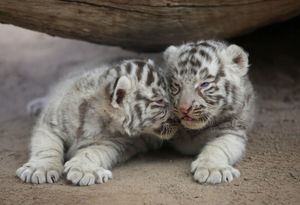 В мексиканском зоопарке родились белые тигрята