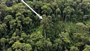 Самое высокое тропическое дерево обнаружено в Малайзии