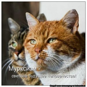 Свежая котоматрица (24 фото)