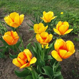 Тюльпан Blushing Apeldoorn — солнце на клумбе