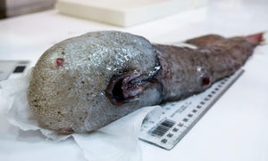 У берегов Австралии выловили рыбу "без лица", которую считали вымершей