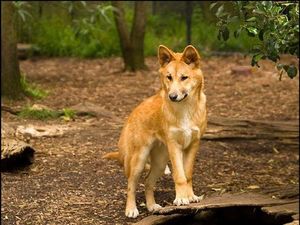 Австралийские собаки Динго родом из Китая