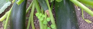Кабачок Цукеша: описание сорта, особенности посадки, выращивания и ухода